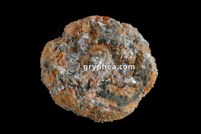 Pomme moisie - gryphea.org